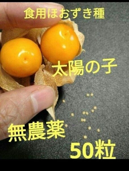 食用ほおずき種　太陽の子　種　　ほおずき種　50粒　早い者勝ち　お買い得