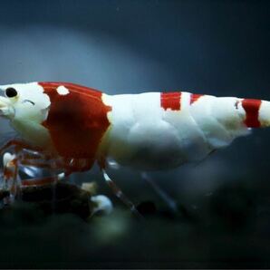 《Howl＆Louis》Red Bee Shrimp ハイグレード 種親 もりもり抱卵 ⑤の画像3