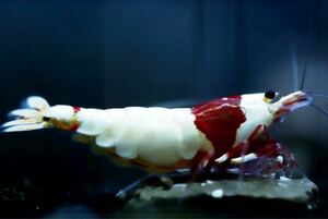 《Howl＆Louis》Red Bee Shrimp ハイグレード ♀ ④