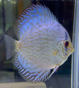 [ discus ] blue cobalt ⑤