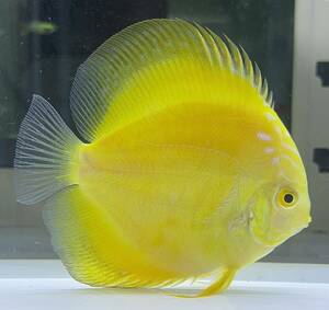 [ discus ] yellow Marlboro 