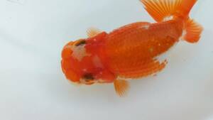 [. moreover, .. beginner golgfish .]N146.. Fuji Hara . series this year fish quality goods 