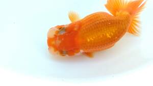 [. moreover, .. beginner golgfish .]N114.. Fuji Hara . series this year fish quality goods 