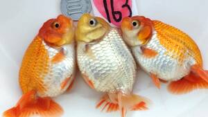 [. moreover, .. beginner golgfish .]N163 3 pcs set .. Fuji Hara . series this year fish 