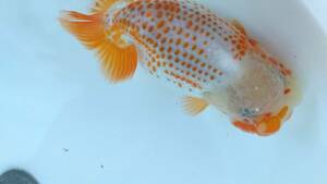 [. moreover, .. beginner golgfish .]N173.. Fuji Hara . series this year fish ** super special selection **