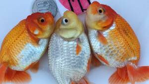 [. moreover, .. beginner golgfish .]N175 3 pcs set .. Fuji Hara . series this year fish 