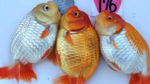 [. moreover, .. beginner golgfish .]N176 3 pcs set .. Fuji Hara . series this year fish 