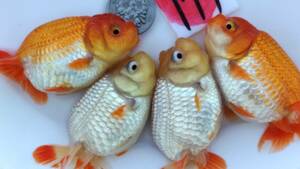 [. moreover, .. beginner golgfish .]N177 4 pcs set .. Fuji Hara . series this year fish 