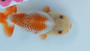 [. moreover, .. beginner golgfish .]N178.. Fuji Hara . series this year fish special selection 