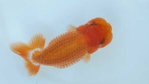 [. moreover, .. beginner golgfish .]N179.. Fuji Hara . series this year fish special selection 