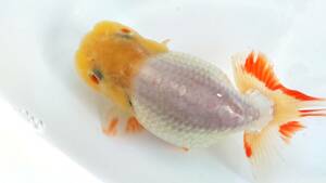 [. moreover, .. beginner golgfish .]N180.. Fuji Hara . series this year fish quality goods 