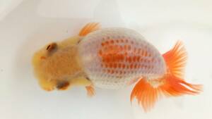 [. moreover, .. beginner golgfish .]N209.. Fuji Hara . series this year fish quality goods 