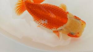 [. moreover, .. beginner golgfish .]N212.. Fuji Hara . series this year fish quality goods 