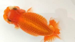 [. moreover, .. beginner golgfish .]N219.. Fuji Hara . series this year fish quality goods 