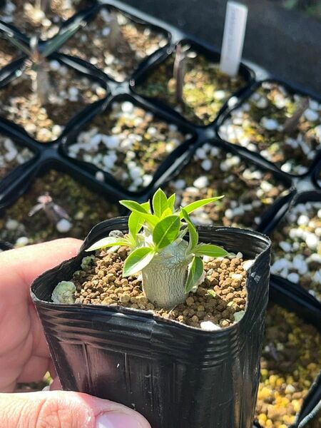 パキポディウム　エニグマチカム　 Pachypodium 塊根　塊根植物　コーデックス