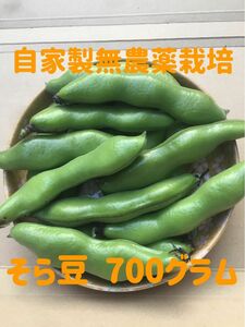 採れたて新鮮 無農薬露地栽培 そら豆700g ネコポス発送