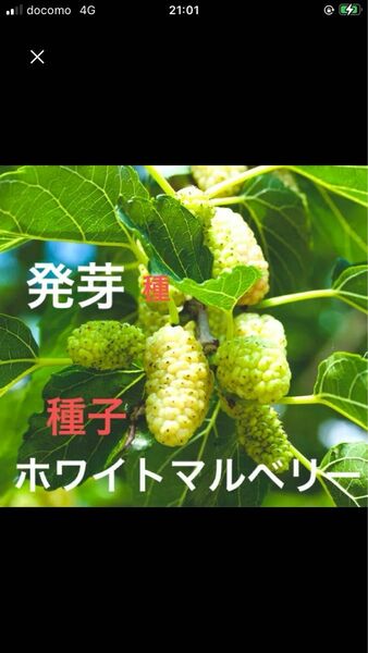 ホワイトマルベリー　発芽種+α