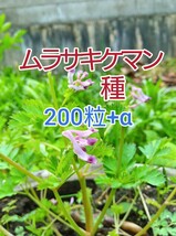 【大容量お得】ムラサキケマン★200粒+α★採りたて★種★フレッシュ★山野草 紫華鬘 盆栽 グランドカバー【匿名・送料無料】_画像1