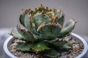 【子株】排刺蠍蟹　連刺タイプジプソフィラ×イシスメンシス　hybrid Agave ハイブリッドアガベ