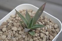 【子株】甲蟹交種　イシスメンシス ハイブリッドアガベ isthmensis イシスメンシスハイブリッド hybrid Agave _画像3