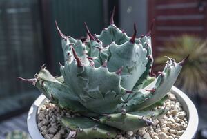 【現品】甲蟹×屈原の舞扇　hybrid Agave ハイブリッドアガベ