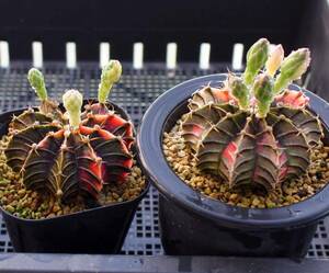 ■フリードリッヒLB2178錦（実生）■上物２株240521-5　検索： サボテン ギムノカリキウム Gymnocalycium mihanovichii v.friedrichi