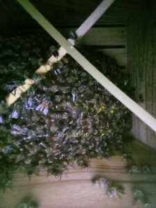 ニホンミツバチ　分蜂群