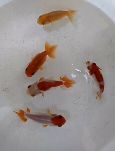  golgfish 5 pcs 7cm~8cm