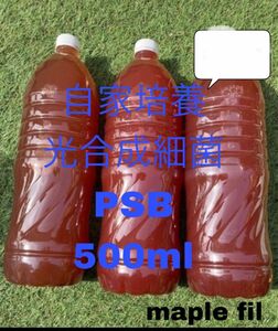 【大人気】自家培養 PSB 500ml 光合成細菌