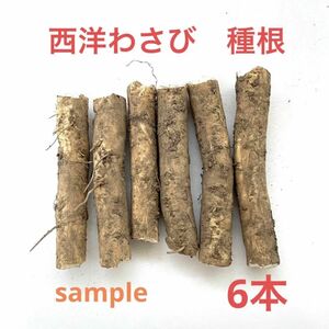 【送料込】西洋わさび(山わさび)種根　6本