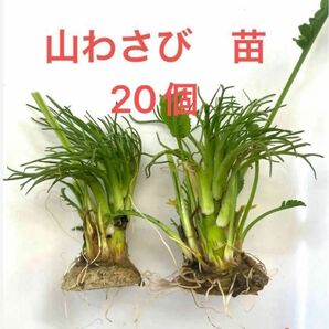 山わさび(西洋わさび)　苗　20個