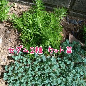 セダム2種類　カット苗　大量