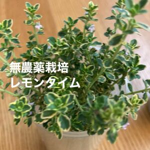 無農薬栽培　レモンタイム　