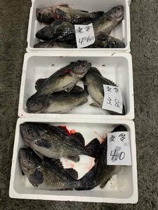 北海道産クロゾイ3ｋｇ（2尾前後）〔Ｂ〕北港直販〔代引き不可〕ソイ・そい