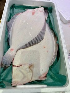  Hokkaido production ..makoga Ray ( genuine ..)2 tail (2kg rom and rear (before and after) )(B) north . direct sale ( cash on delivery un- possible )...* flatfish 