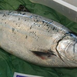 1円～北海道産さくらます3.5ｋｇ（3尾）〔Ｂ〕北港直販〔代引き不可〕サクラマス・鱒・マスの画像3