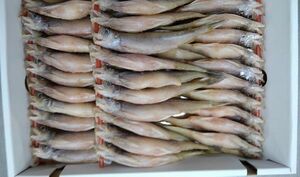  Hokkaido производство книга@....( мужской )(30 хвост передний и задний (до и после) )(E) север . прямые продажи * морская малоротая корюшка * рыба 