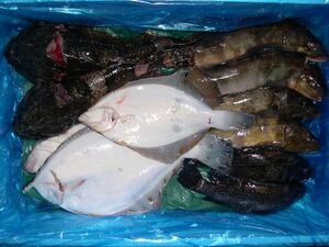 ( free shipping ) trial Hokkaido production fresh fish set ( including in a package un- possible ) put on day designation un- possible 