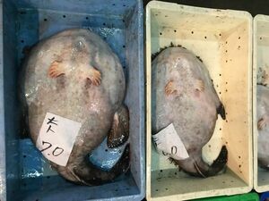  Hokkaido производство удильщикообразные (..)1 хвост (5kg передний и задний (до и после) )(B) север . прямые продажи *...* морской черт * Anne .( наложенный платеж не возможно )