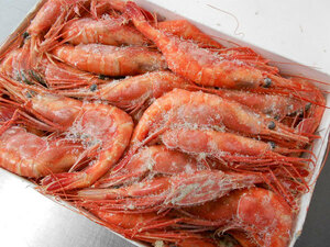o sashimi for boat . northern shrimp ( south ...)1kg(40~50 tail )(E) north . direct sale * sea ....*