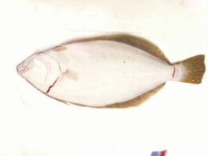  Hokkaido Hakodate close sea production .. flat eyes ( bastard halibut )1 sheets (2kg rom and rear (before and after) )(B) north . direct sale * common .* fish ( cash on delivery un- possible )( put on day designation . correspondence is not possible case have )