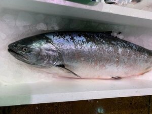  Hokkaido production natural .. raw trout noske( king salmon )4kg rom and rear (before and after) (B) north . direct sale ( cash on delivery un- possible )