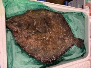 ( extra-large ) Hokkaido production ..sa mega Ray (..)1 sheets (2kg rom and rear (before and after) )(B) north . direct sale *...* flatfish ( cash on delivery un- possible )