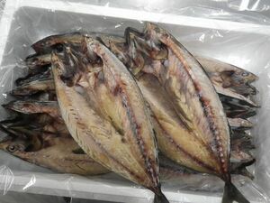 ( business amount large amount *. bargain ). salted and dried overnight 250g×12 pieces set (E) north . direct sale *..* mackerel *