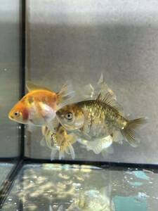 【菊穂】オランダST当歳 5匹 全て四つ尾 親魚写真あり 