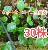 ウォーターコイン30株☆無農薬☆小魚の隠れ家・インテリア_画像1