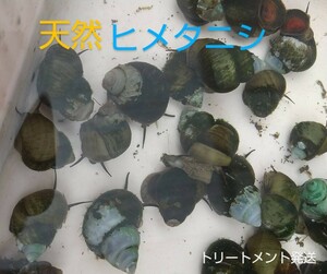 ヒメタニシ40匹☆水質浄化☆