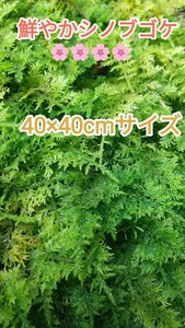 シノブゴケ40×40cmサイズ☆苔玉・盆栽・植木周り・テラリウム素材・グランドカバー