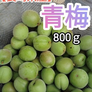 【長崎県産】青梅　生小梅　800ｇ　朝採りフレッシュ