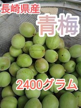 [長崎県産]　青梅　2400ｇ　_画像1